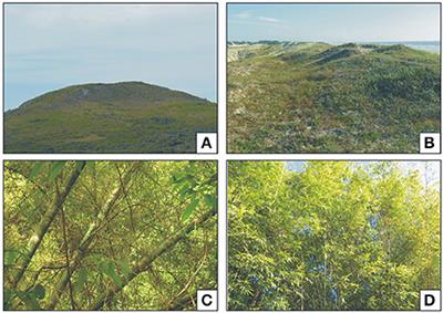 Poaceae Pollen from Southern Brazil: Distinguishing Grasslands (Campos) from Forests by Analyzing a Diverse Range of Poaceae Species